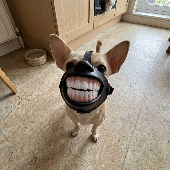 Funny big white teeth pet muzzle